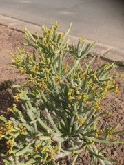 Euphorbia aphylla