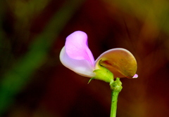 Vigna vexillata angustifolia