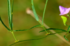 Vigna vexillata angustifolia