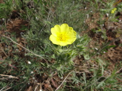 Potentilla astracanica