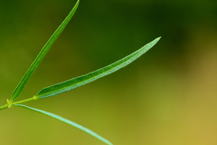 Vigna vexillata angustifolia