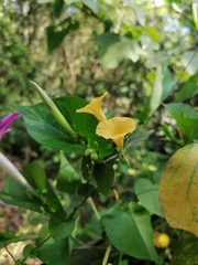 Ipomoea microsepala
