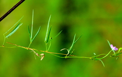 Vigna vexillata angustifolia