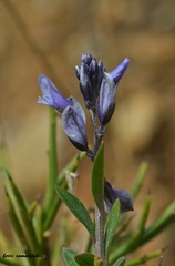 Polygala venulosa