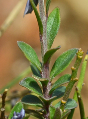 Polygala venulosa
