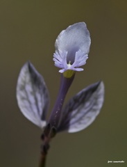 Polygala venulosa
