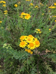 Senecio nigrescens