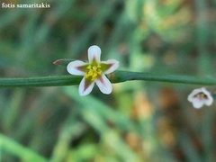 Polygonum equisetiforme