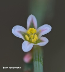 Polygonum equisetiforme