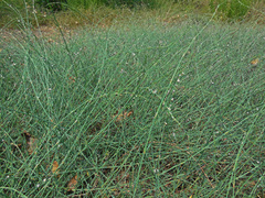 Polygonum equisetiforme
