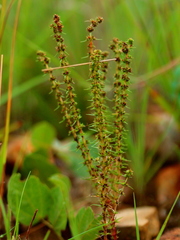 Crassula lanceolata transvaalensis