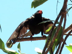 Bubalornis niger niger