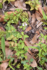 Scutellaria macra