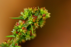 Crassula lanceolata transvaalensis