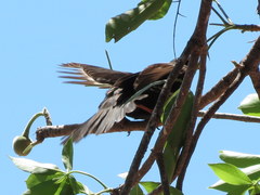 Bubalornis niger niger