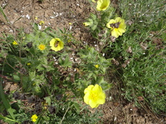 Potentilla astracanica