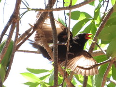 Bubalornis niger niger
