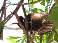 Bubalornis niger niger