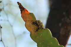 Leptoglossus lineosus