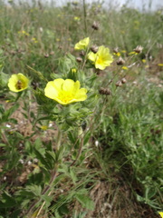 Potentilla astracanica