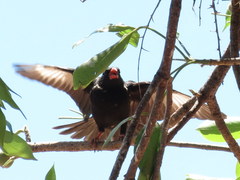 Bubalornis niger niger
