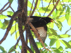 Bubalornis niger niger