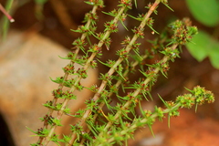 Crassula lanceolata transvaalensis