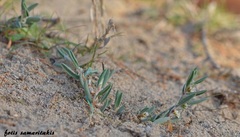 Polygonum maritimum