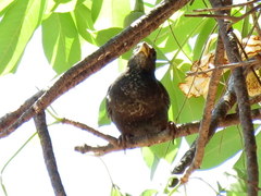 Bubalornis niger niger