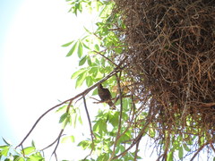 Bubalornis niger niger