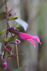 Salvia buchananii