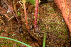 Crassula lanceolata transvaalensis