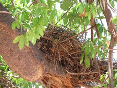 Bubalornis niger niger