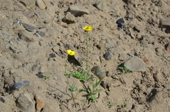 Ranunculus pedatifidus affinis
