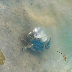 Callinectes rathbunae