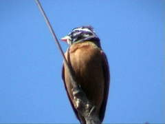 Emberiza goslingi