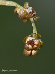 Potamogeton trichoides