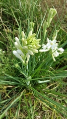 Polianthes tuberosa