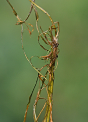 Potamogeton trichoides