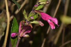 Salvia buchananii