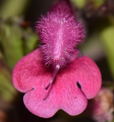 Salvia buchananii