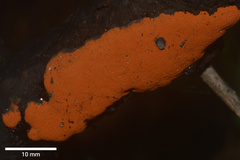 Hypoxylon haematostroma