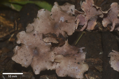 Trogia cantharelloides