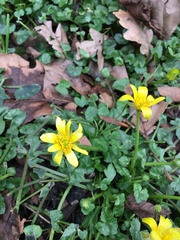 Ficaria verna