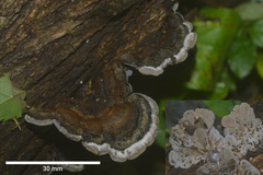 Auricularia brasiliana
