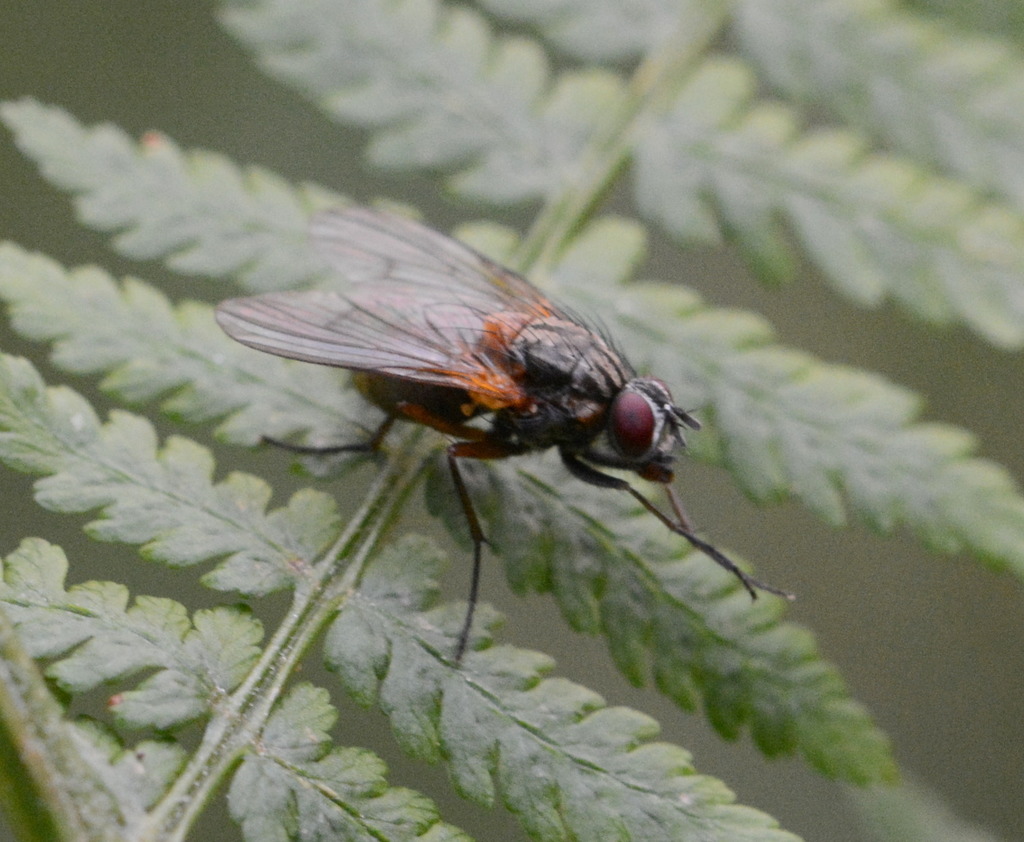 Phaonia zugmayeriae