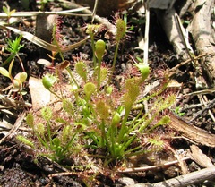 Drosera intermedia