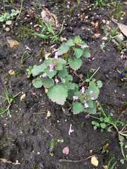 Lamium purpureum
