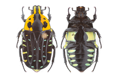 Euchroea clementi