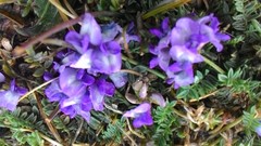 Gueldenstaedtia verna